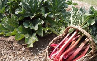 Why rhubarb is useful