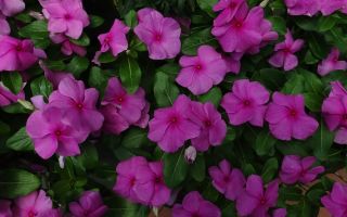 Pink periwinkle (catharanthus): mga nakapagpapagaling na katangian at contraindications