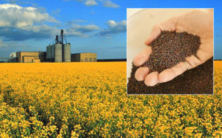 Rapeseed oil: useful properties and contraindications