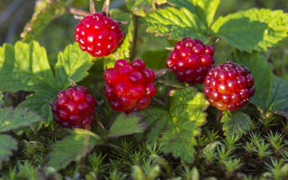 Knyazhenika (polyanika): description and photo of berries, health benefits and harms