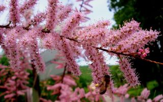 Ciri-ciri perubatan tamarisk (tamarix) dan kontraindikasi