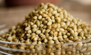 Hemp seeds: benefits and harms, how to germinate, how they look, photo