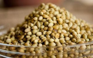 Hemp seeds: the benefits and harms, how to germinate, how they look, photo