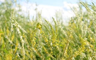 Useful properties of white clover, medicinal (yellow) and contraindications