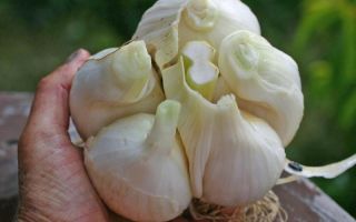 Useful properties of elephant garlic onion (Rocambol) and contraindications