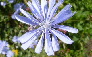 Chicory: useful properties and contraindications