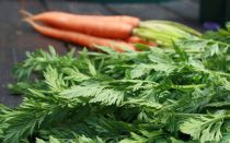 Carrot tops: benefits and harms, useful properties, contraindications