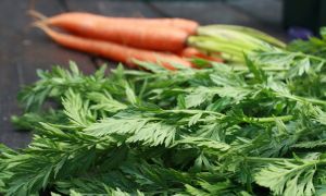 Carrot tops: benefits and harms, useful properties, contraindications