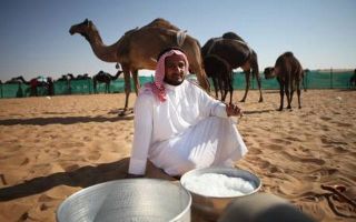 Why is camel milk useful?