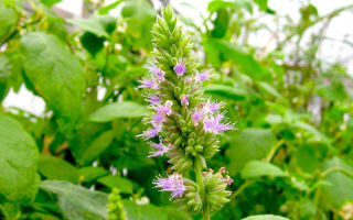 Patchouli essential oil: properties, application for skin and hair, reviews