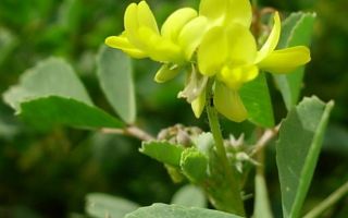 Fenugreek (helba): what kind of plant is it, benefits, medicinal properties, photo