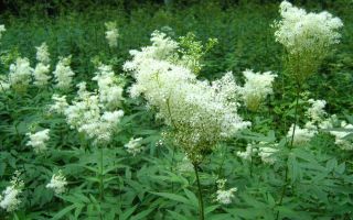 Medicinal properties of meadowsweet oil (meadowsweet) and contraindications