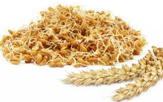 Sprouted wheat: benefits and harms, how to take