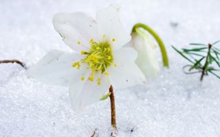 Herba Hellebore untuk penurunan berat badan: dos, kesan sampingan, ulasan