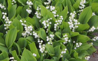 Medicinal properties, benefits and harms of lily of the valley for humans