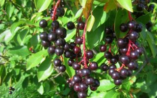 Health benefits of bird cherry