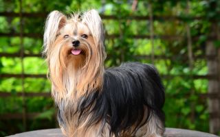 Vitamins for dogs against hair loss: which are better, reviews