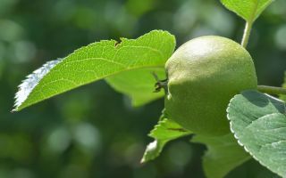 The healing properties of apple leaves and contraindications