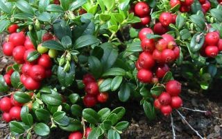 The benefits and harms of lingonberry for health