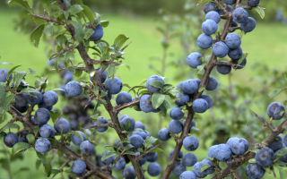 Ang mga benepisyo at pinsala ng mga blackthorn (tinik) para sa kalusugan ng tao