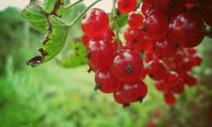 Red currant: useful properties and contraindications