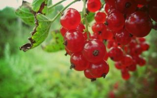 Red currant: useful properties and contraindications