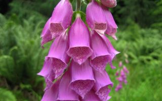 Digitalis: composition, medicinal properties of leaf infusion, recipes