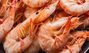 What are the benefits of shrimp for the human body