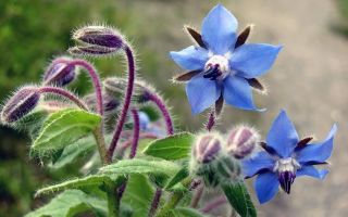 Ierburi de castravete (borago): beneficii și daune, aplicare