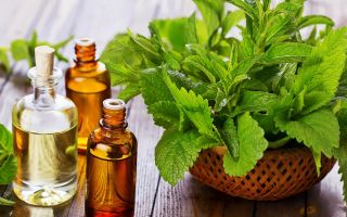 How to use peppermint and meadow mint oil for hair