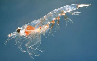 Why krill is good for you