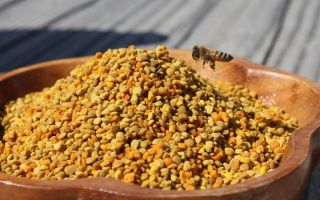 What is useful, how to prepare and apply honey with pollen