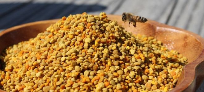 What is useful, how to prepare and apply honey with pollen