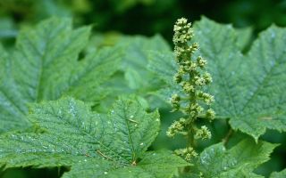 Medicinal properties of zamanihi and contraindications