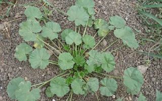 Herb mallow (kalachiki): medicinal properties, photos, benefits