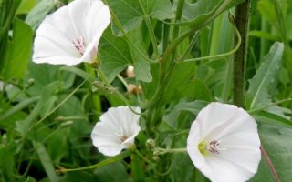 Mga kapaki-pakinabang na pag-aari at paggamit ng birch (field bindweed)