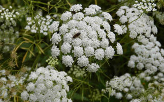 The benefits and harms of anise for health: medicinal properties, photos of seeds, fruits