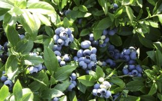 Blueberries: health benefits and harms, calorie content, composition