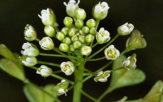 Shepherd's purse: medicinal properties and contraindications, what heals, how to brew, how much to take, photo