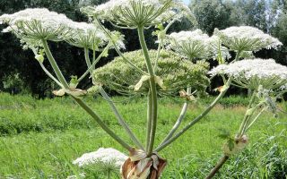 Medicinal properties, benefits and harms of hogweed