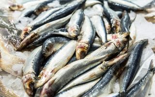 Why is sardine useful?