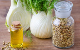 Fennel: benefits and harms to health, instructions for use, contraindications