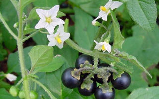 Useful properties of nightshade