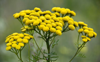 Ang mga nakapagpapagaling na katangian ng tansy at contraindications para sa mga kababaihan, kalalakihan, bata