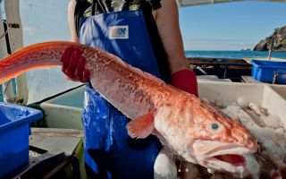 Congrio fish (king clip): mga benepisyo at pinsala, larawan, repasuhin