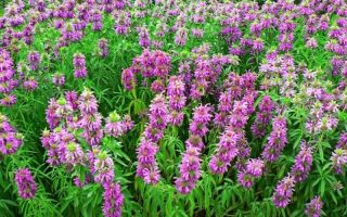 Medicinal properties of monarda and contraindications