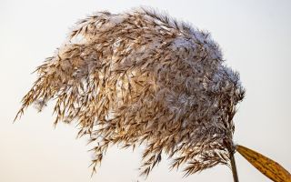 Penggunaan reed panicles dalam perubatan rakyat: sifat perubatan, kontraindikasi, foto