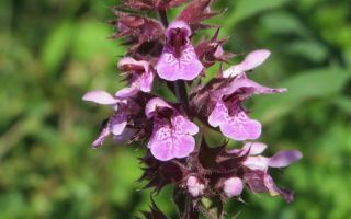 Pikulnik: medicinal properties, the benefits of herbs, reviews