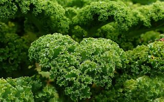 Kale salad: useful properties, composition and contraindications