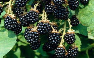 Health benefits and harms of blackberries